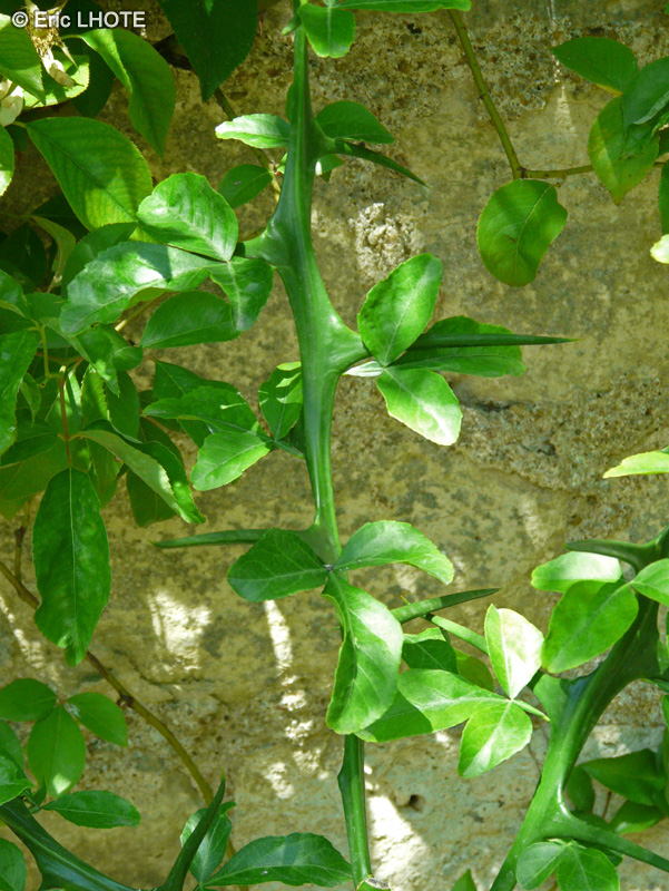 - Poncyrus trifoliata - 