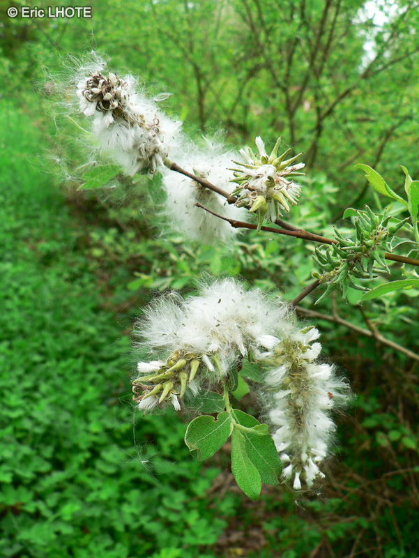 Salicaceae - Salix aurita - Petit Marsault, Saule à oreillettes