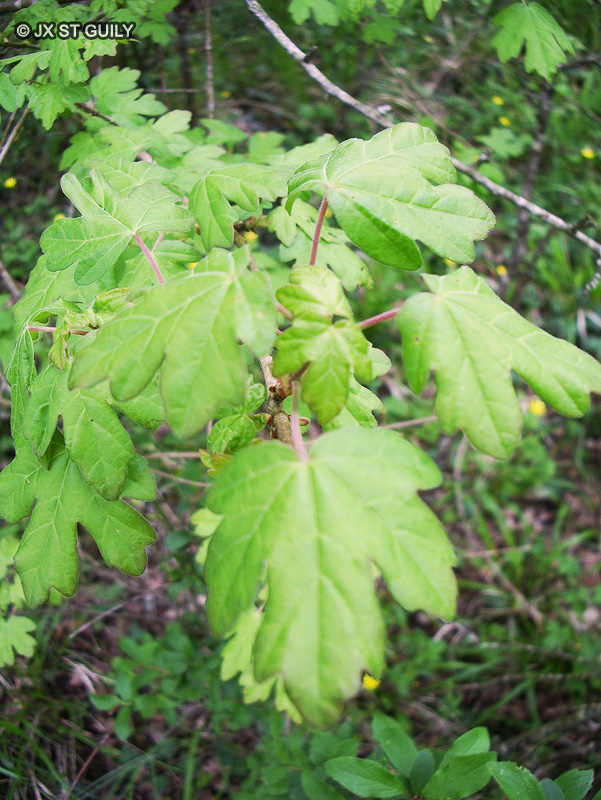 Sapindaceae - Acer campestre - Erable champêtre, Aceraille, Auzerolle, Bois chaud