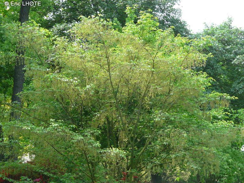 Sapindaceae - Acer cissifolium - Erable