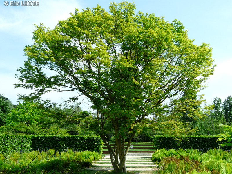 Sapindaceae - Acer japonicum Thunberg - Erable du Japon