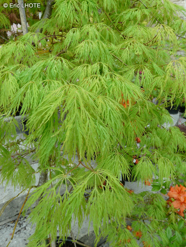 Sapindaceae - Acer palmatum dissectum Viridis - Erable palmé du Japon