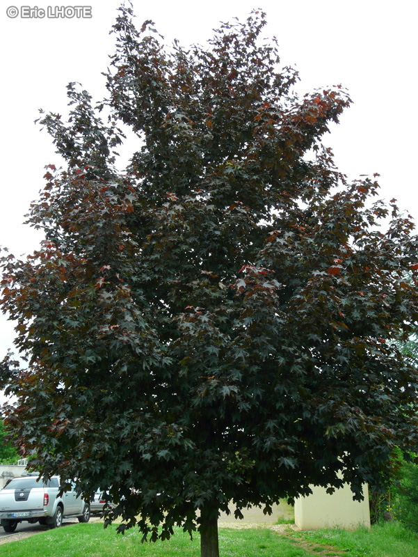 Sapindaceae - Acer platanoides Crimson King - Erable pourpre