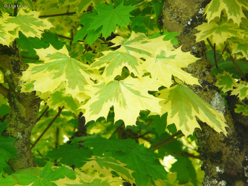 Sapindaceae - Acer platanoides Drummondii - Erable plane à  feuilles panachées