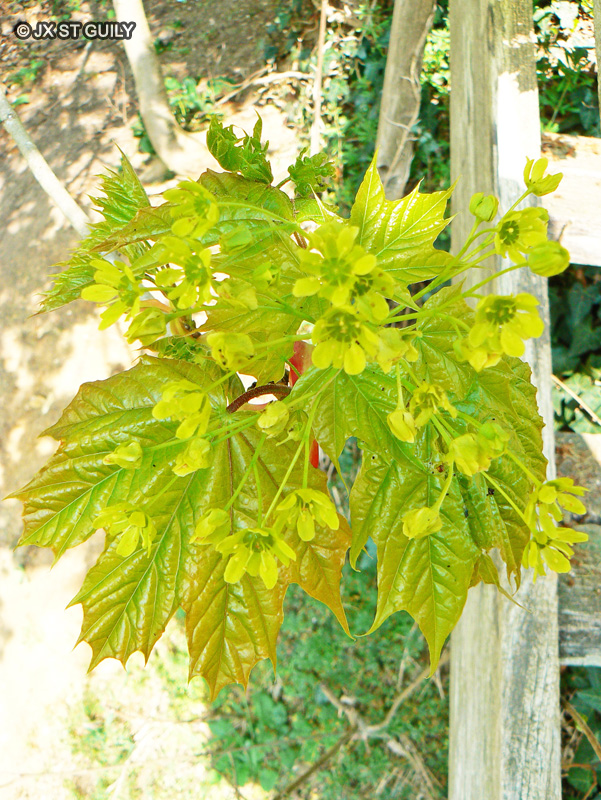 Sapindaceae - Acer platanoides - Erable plane