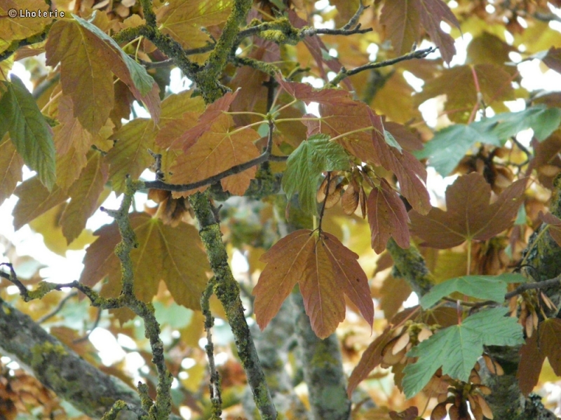  - Acer pseudoplatanus Atropurpureum - 