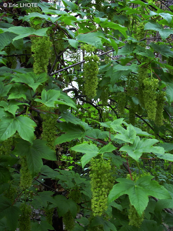 Sapindaceae - Acer pseudoplatanus - Erable sycomore