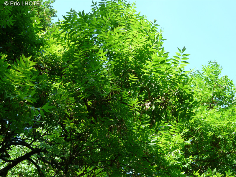 Sapindaceae - Xanthoceras sorbifolium - Xanthoceras à feuilles de Sorbier