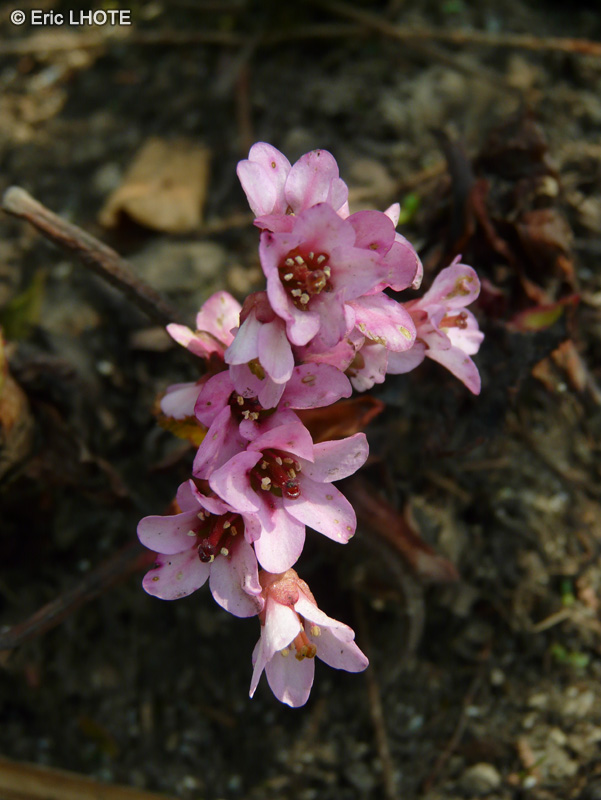 Saxifragaceae - Bergenia stracheyi - Rose de pâques de Strachey