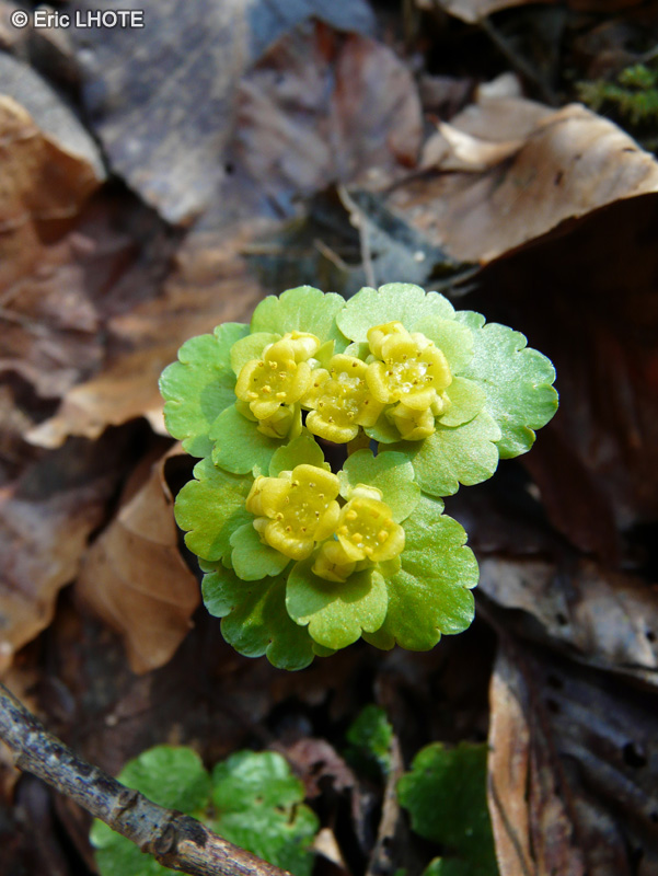 Saxifragaceae - Chrysosplenium alternifolium - Dorine à feuilles alternes, Cresson doré