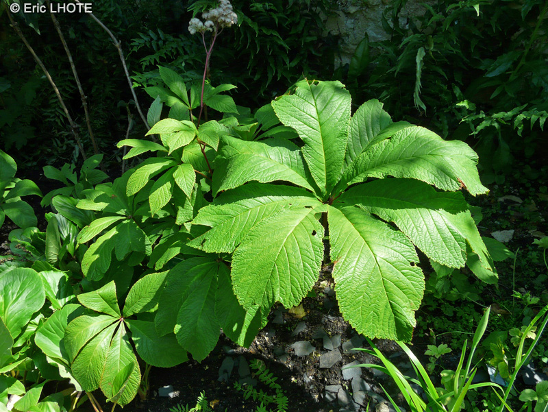 Saxifragaceae - Rodgersia aesculifolia - Rodgersie à feuilles de Marronier