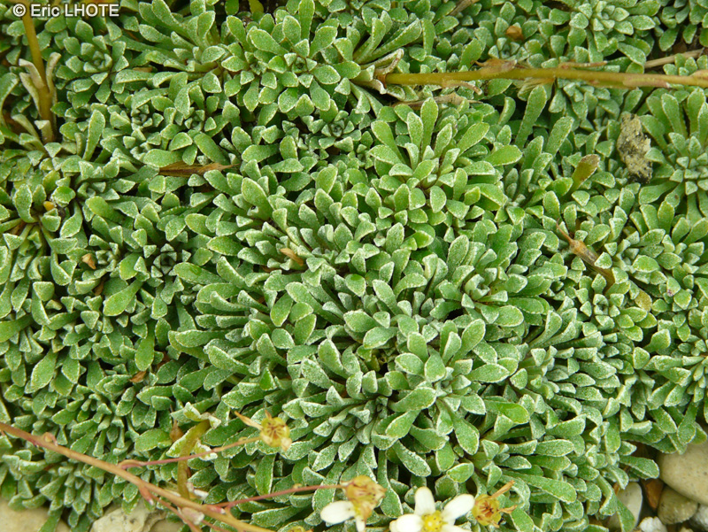 Saxifragaceae - Saxifraga cochlearis - Saxifrage à feuilles spatulées