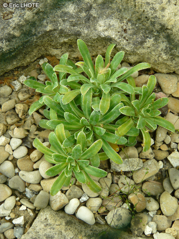 Saxifragaceae - Saxifraga valdensis - Saxifrage vaudoise