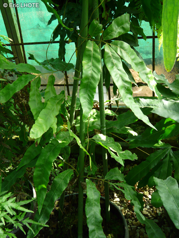 Schizaeaceae - Lygodium flexuosum - Lygodium