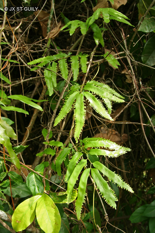 Schizaeaceae - Lygodium lanceolatum - Lygodium