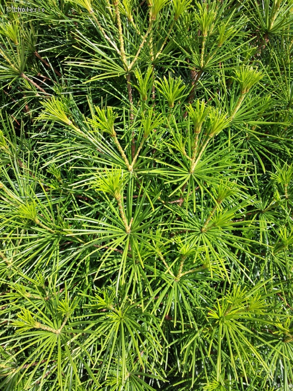 Sciadopityaceae - Sciadopitys verticillata - Pin parasol du Japon