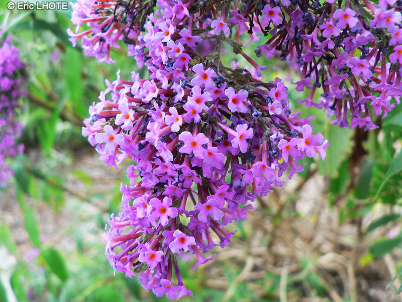 Scrophulariaceae - Buddleja davidii - Arbre aux papillons