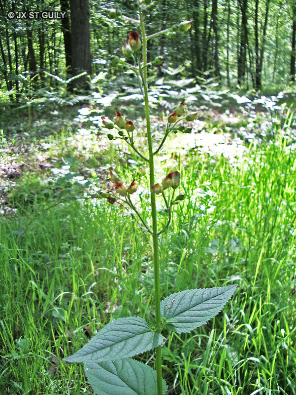 Scrophulariaceae - Scrophularia nodosa - Scrofulaire noueuse, Grande scrofulaire, Scrofulaire des bois, Herbe aux écrouelles