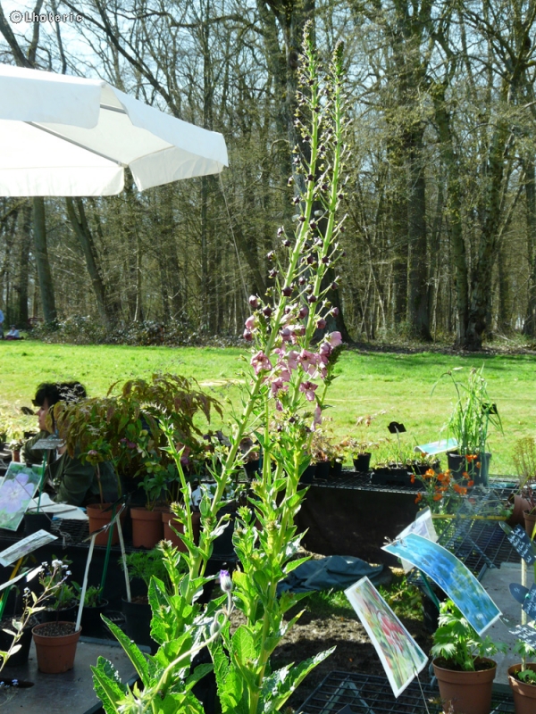 Scrophulariaceae - Verbascum phoeniceum Summer Sorbet - Molène de Phénicie