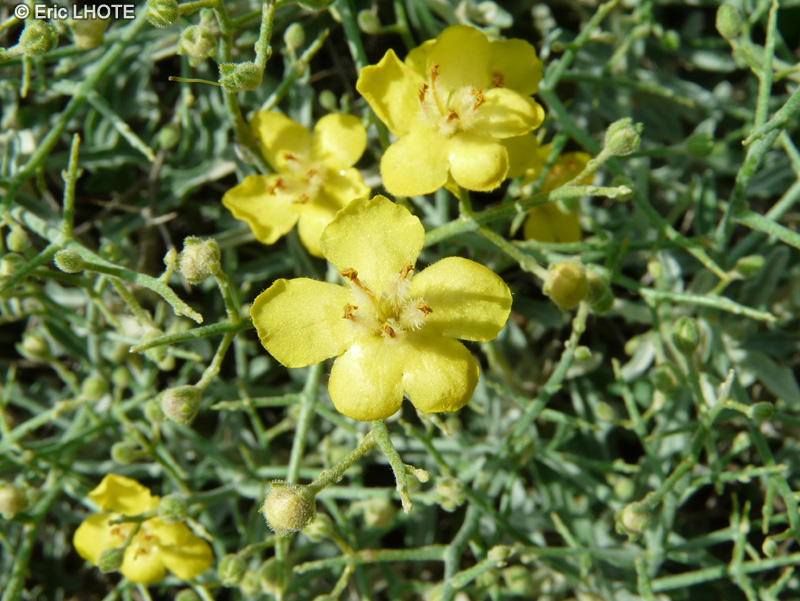 Scrophulariaceae - Verbascum spinosum - Molène