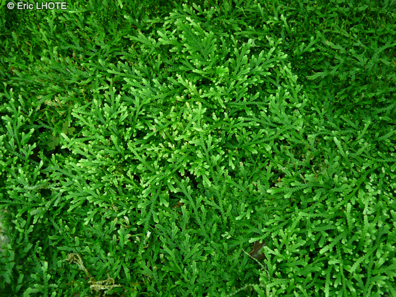 Selaginellaceae - Selaginella galeottei - Sélaginelle