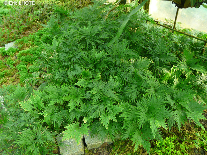 Selaginellaceae - Selaginella kraussiana Aurea - Sélaginelle