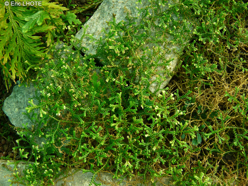 Selaginellaceae - Selaginella kraussiana Poulteri - Sélaginelle