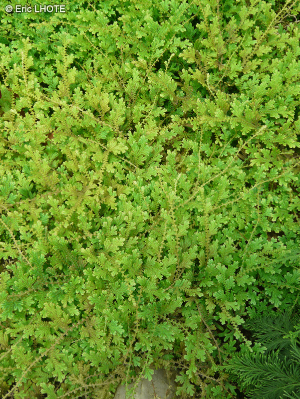 Selaginellaceae - Selaginella martensii - Sélaginelle