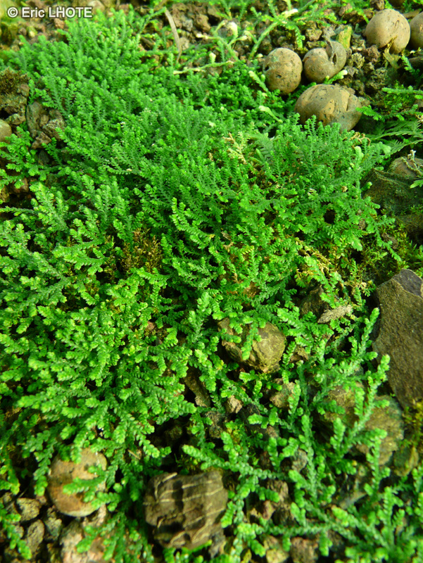 Selaginellaceae - Selaginella microphylla - Sélaginelle