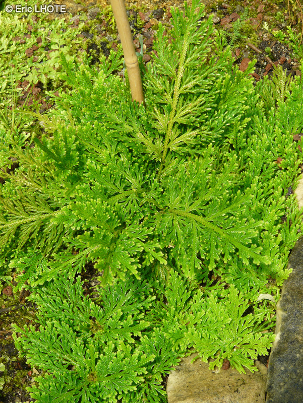 Selaginellaceae - Selaginella pallescens - Sélaginelle