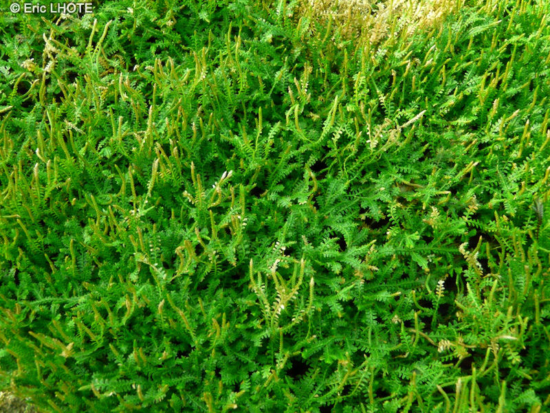 Selaginellaceae - Selaginella rodrigueziana - Sélaginelle