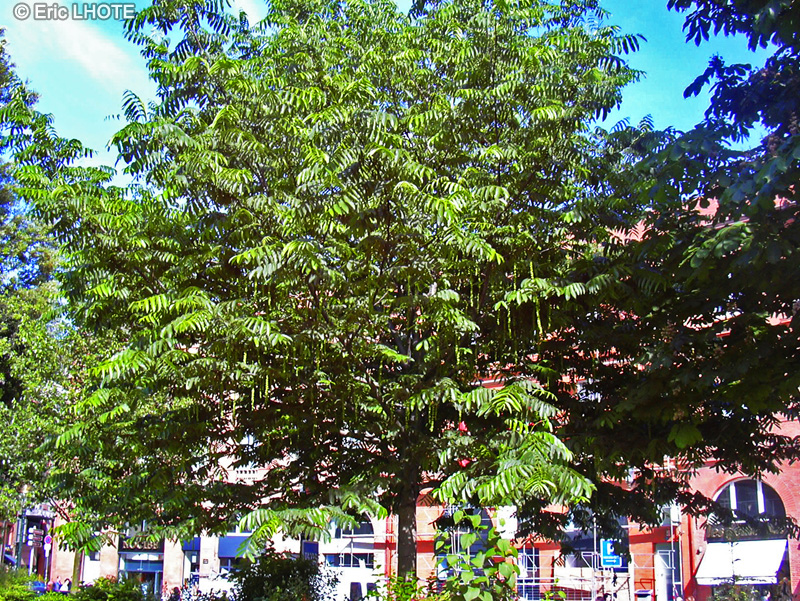 Simaroubaceae - Ailanthus altissima, Ailanthus glandulosa - Ailante, Faux Vernis du Japon