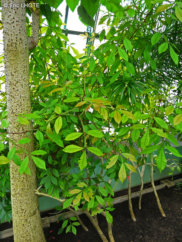 Simaroubaceae - Quassia amara - Quassier amer, Quassia de Surinam, Bois amer