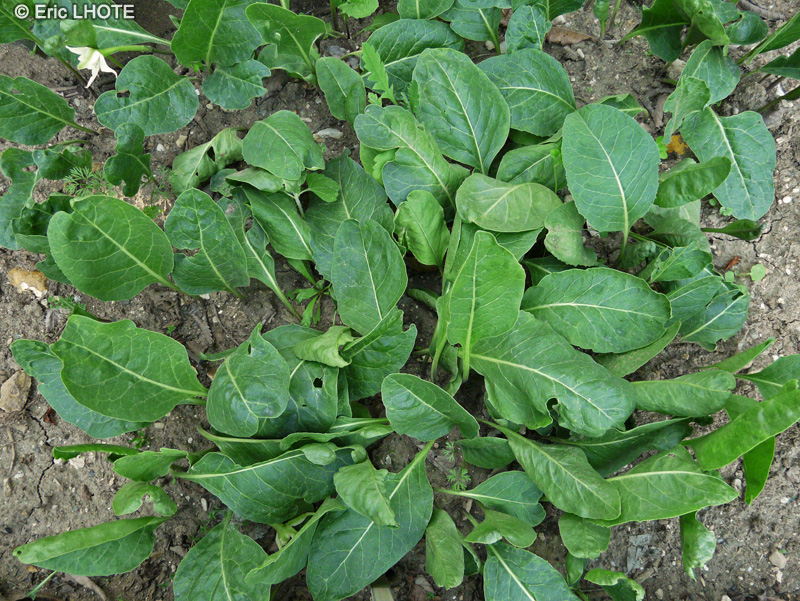 Solanaceae - Jaborosa integrifolia, Jaborosa bonariensis - Jaborose