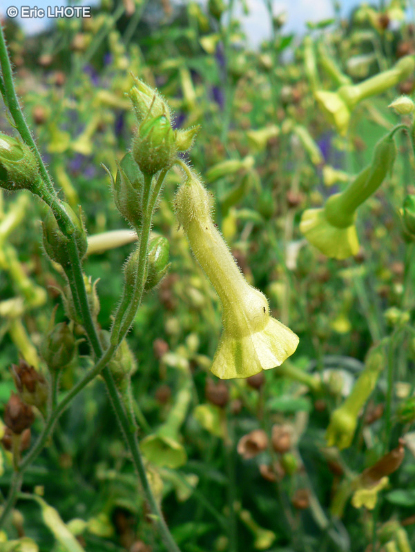 Solanaceae - Nicotiana langsdorfii - Tabac d’ornement