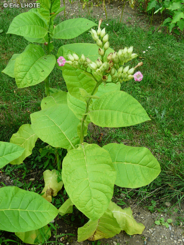 Solanaceae - Nicotiana tabacum - Tabac commun, Herbe à Nicot, Nicotin