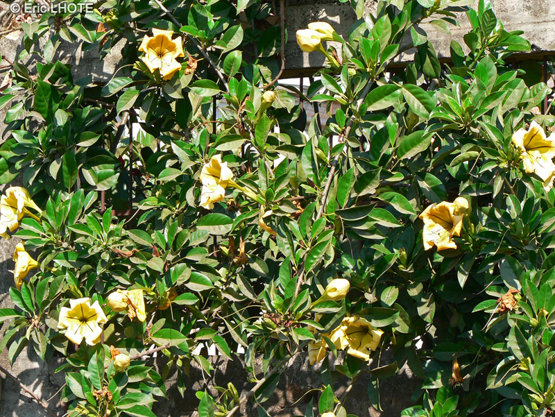 Solanaceae - Solandra maxima - Solandra, Cup of gold vine, Chalice vine