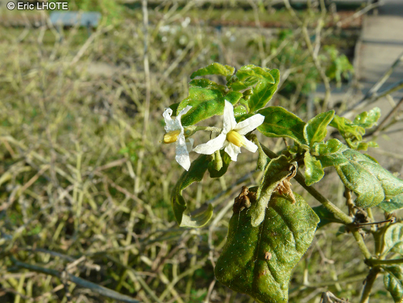 Solanaceae - Solanum chenopodioides - Morelle grêle, Morelle faux chénopode