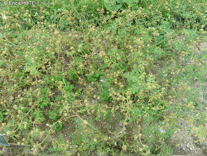 Solanaceae - Solanum heterodoxum - Morelle heterodoxum