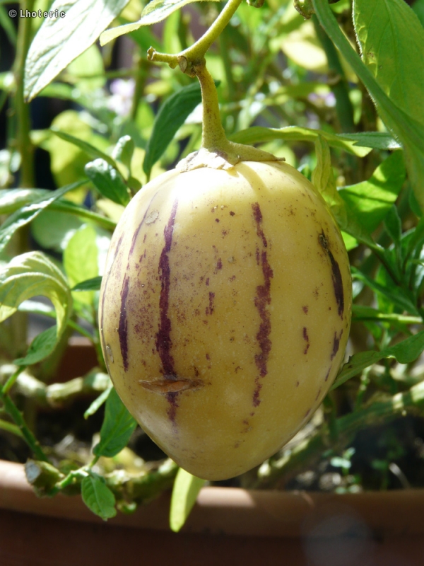 Solanaceae - Solanum muricatum - Melon poire
