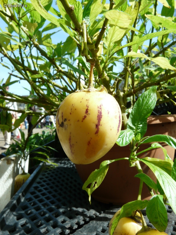  - Solanum muricatum - 