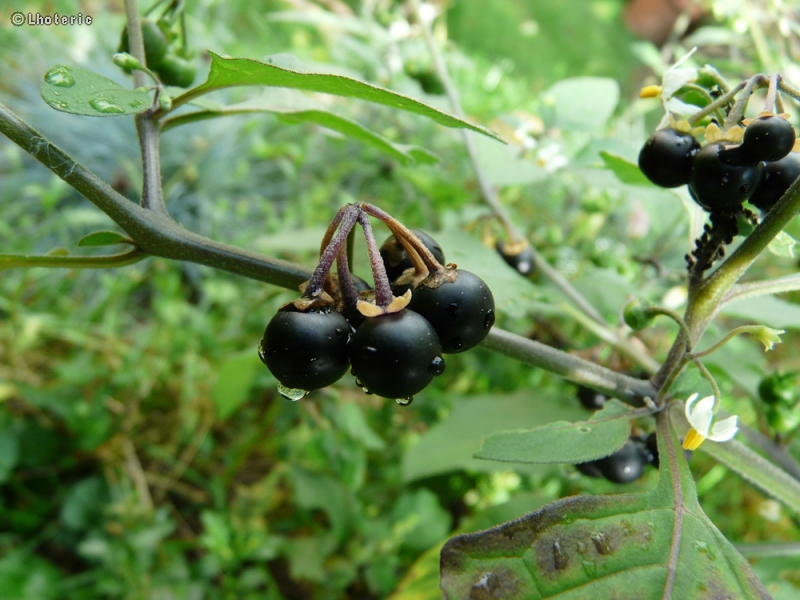  - Solanum nigrum - 