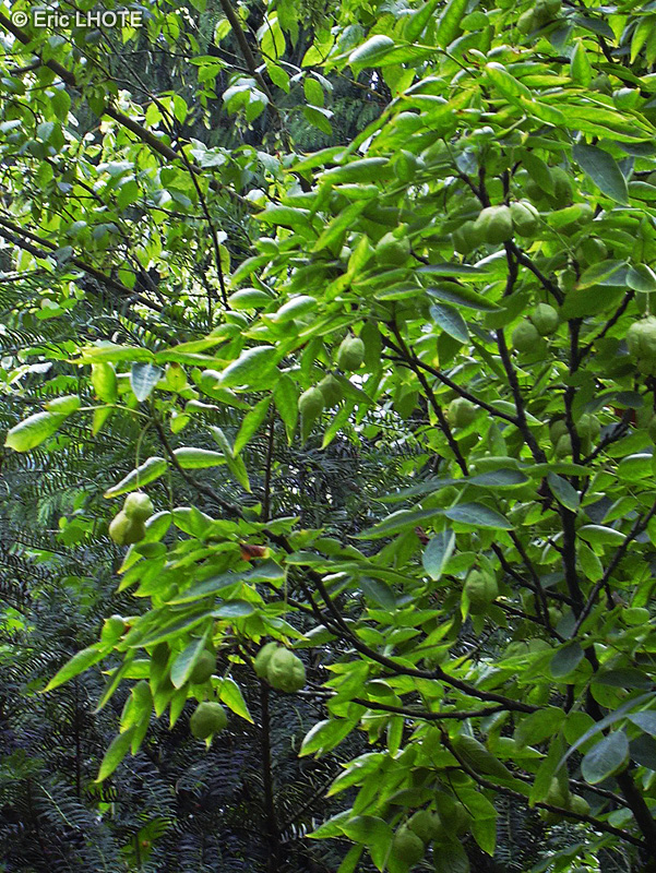 Staphyleaceae - Staphylea pinnata - Faux Pistachier, Staphylier, Staphylier penné