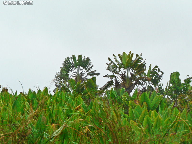 Strelitziaceae - Ravenala madagascariensis - Arbre du voyageur