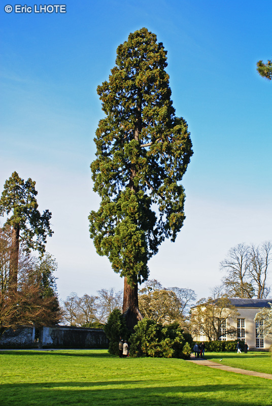  - Sequoiadendron giganteum - 