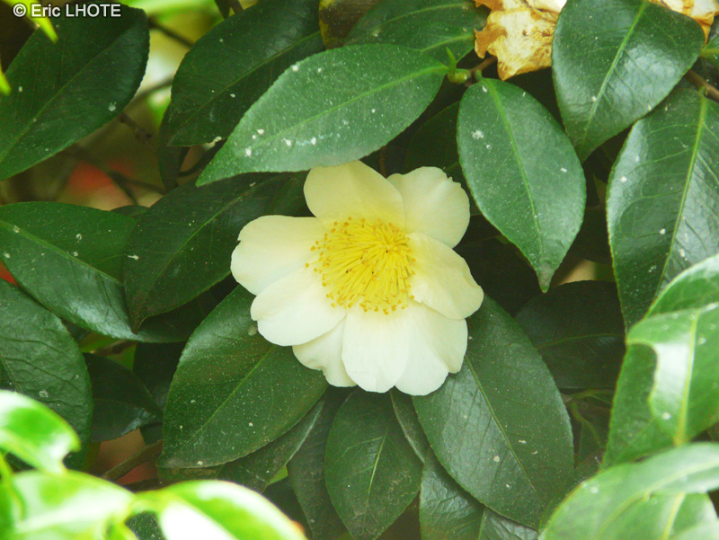 Theaceae - Camellia japonica Silver Waves - Camélia du Japon