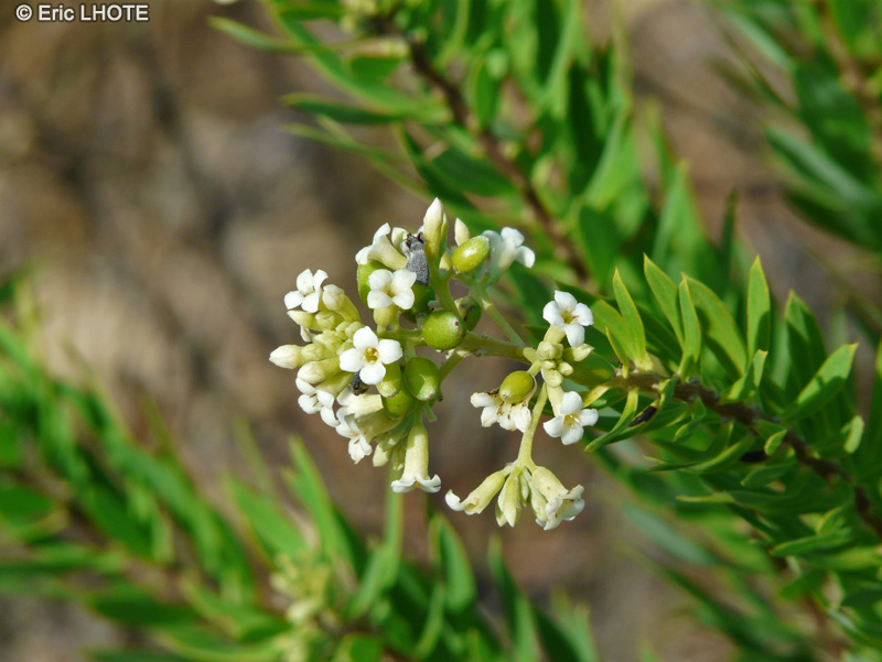 Thymelaeaceae - Daphne gnidium - Saintbois, Daphné garou