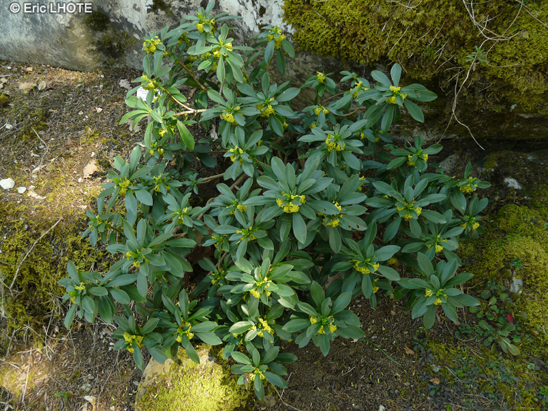 Thymelaeaceae - Daphne laureola - Lauréole, Laurier épurge, Daphné à feuille de laurier, Laurier purgatif, Laurier des bois