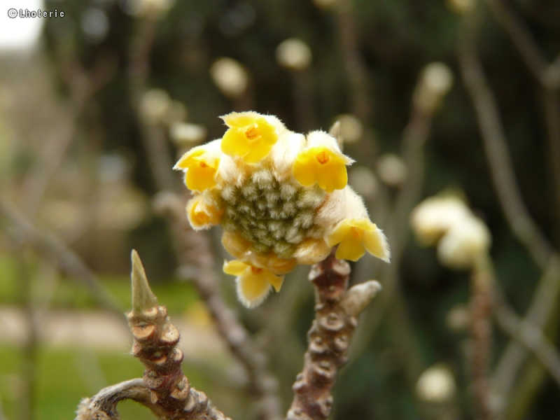 Thymelaeaceae - Edgeworthia chrisantha - Buisson papier