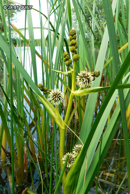 Typhaceae - Sparganium erectum - Rubanier dressé